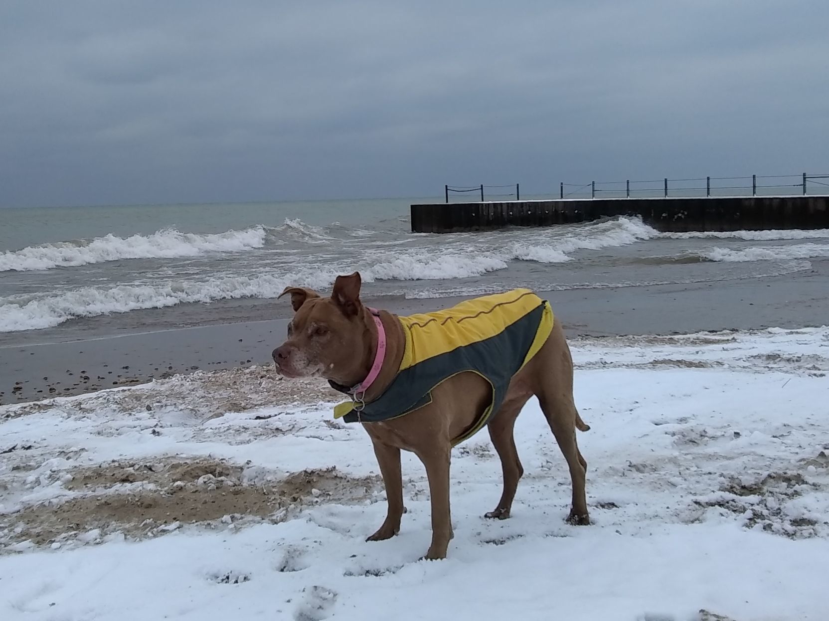 The Times Cutest Pets of Winter 2018